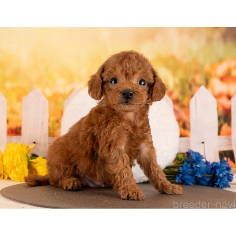 販売中の愛知県のトイプードル-449108の3枚目