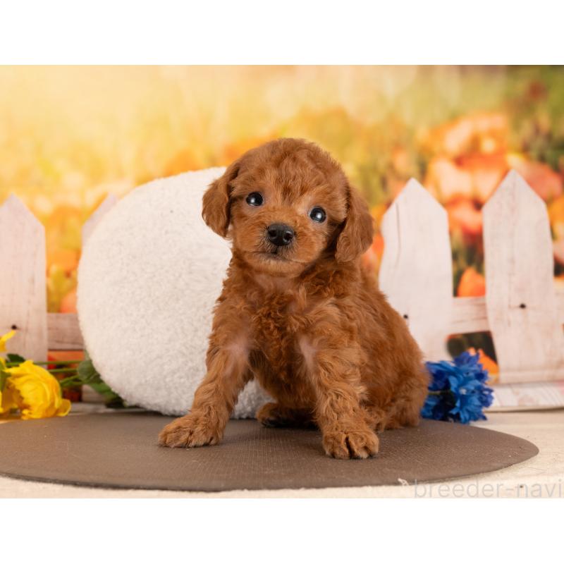 販売中の愛知県のトイプードル-449108の2枚目