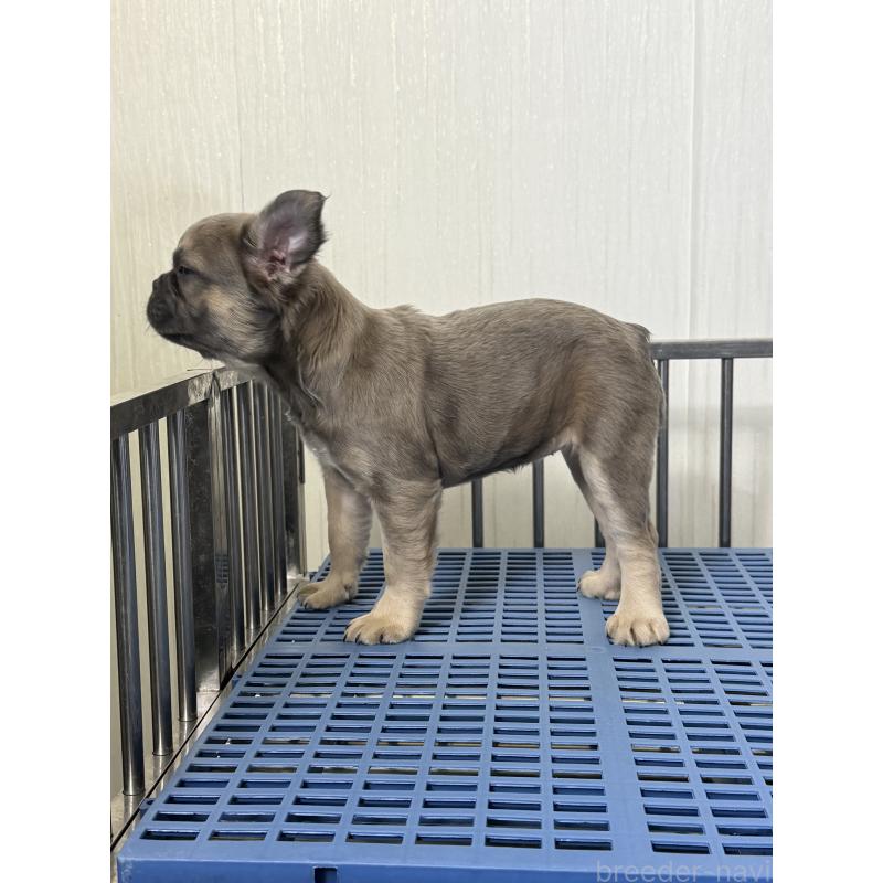 販売中の茨城県のフレンチブルドッグ-438091の6枚目