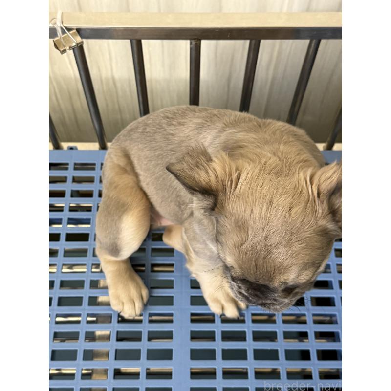 販売中の茨城県のフレンチブルドッグ-438091の5枚目