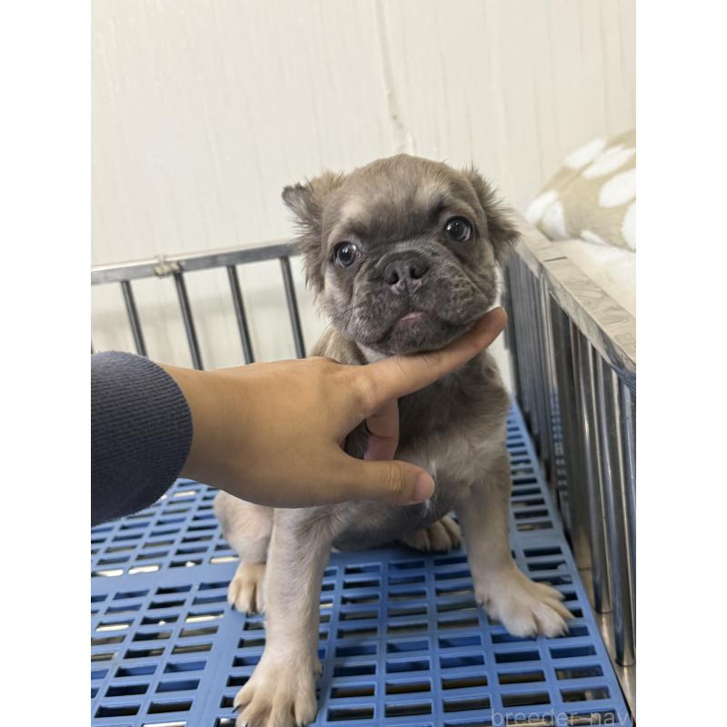 販売中の茨城県のフレンチブルドッグ-438091の3枚目