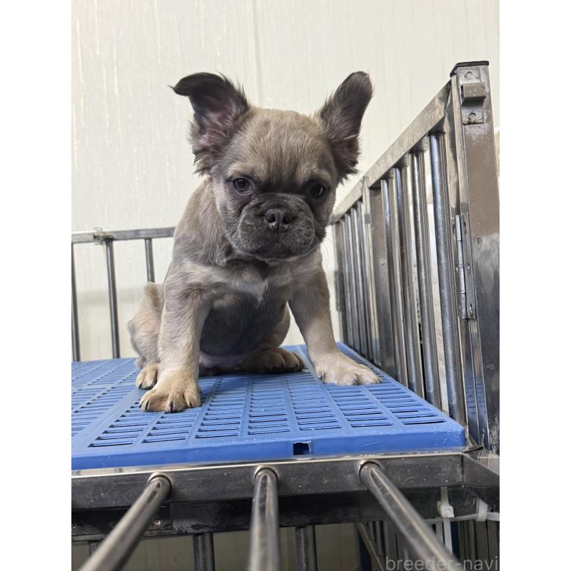 販売中の茨城県のフレンチブルドッグ-438091の2枚目