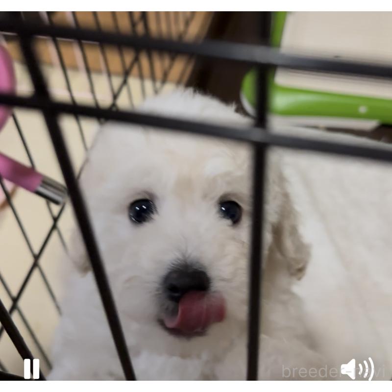 販売中の兵庫県のビションプー:ビションフリーゼ×トイプードル-449100の4枚目