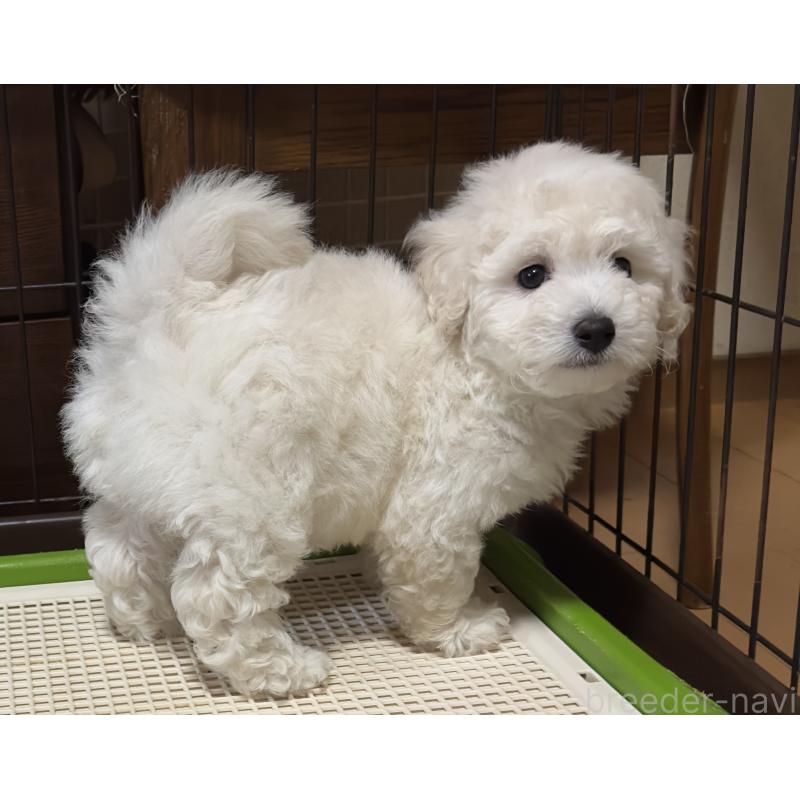 販売中の兵庫県のビションプー:ビションフリーゼ×トイプードル-449100の3枚目