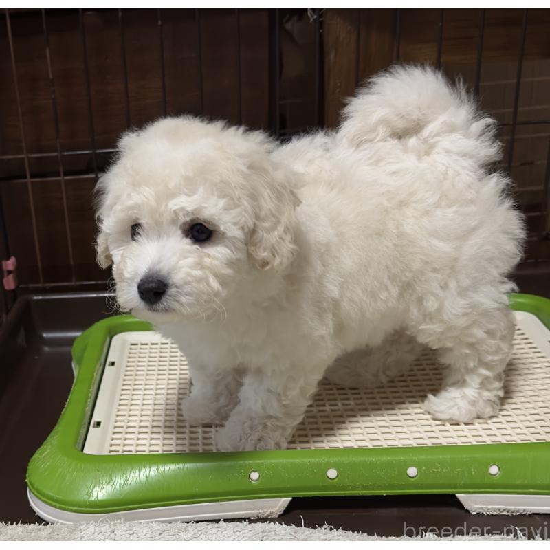 販売中の兵庫県のビションプー:ビションフリーゼ×トイプードル-449100の2枚目