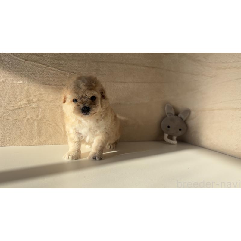 販売中の愛知県のマルプー:マルチーズ×トイプードル-449098の3枚目