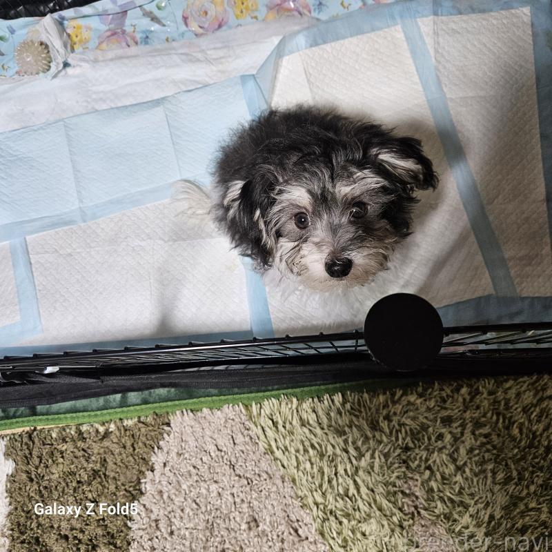 販売中の愛知県のチワマル:チワワ×マルチーズ-432108