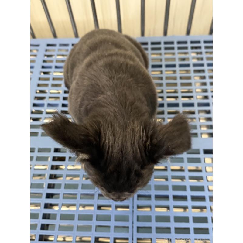 販売中の茨城県のフレンチブルドッグ-438090の6枚目