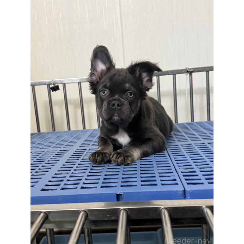 販売中の茨城県のフレンチブルドッグ-438090の5枚目