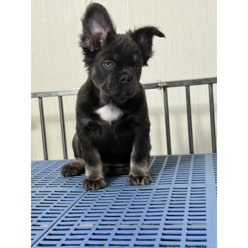 販売中の茨城県のフレンチブルドッグ-438090の4枚目