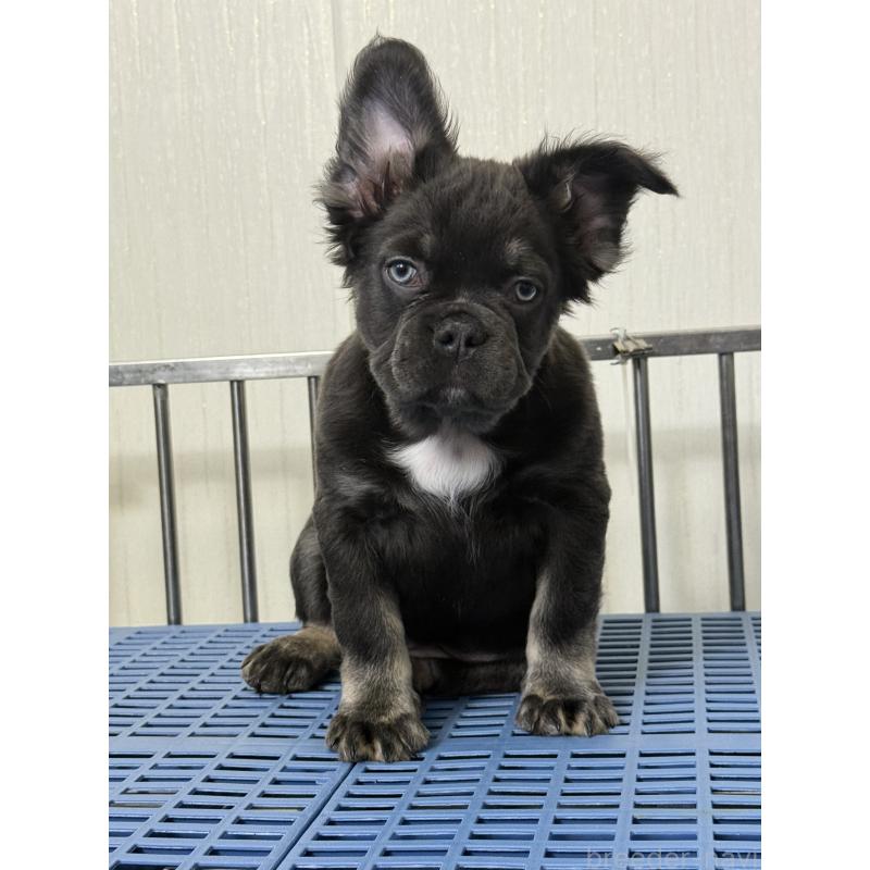 販売中の茨城県のフレンチブルドッグ-438090の3枚目