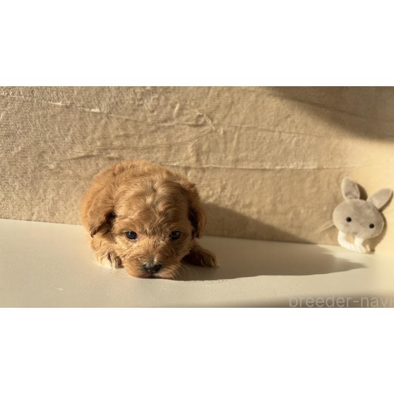 販売中の愛知県のマルプー:マルチーズ×トイプードル-449102の5枚目