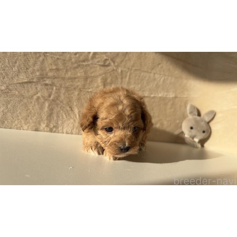 販売中の愛知県のマルプー:マルチーズ×トイプードル-449102の4枚目