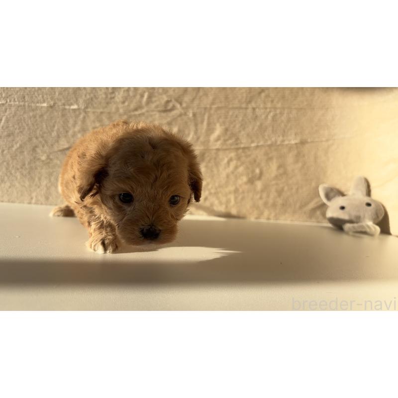 販売中の愛知県のマルプー:マルチーズ×トイプードル-449102の3枚目