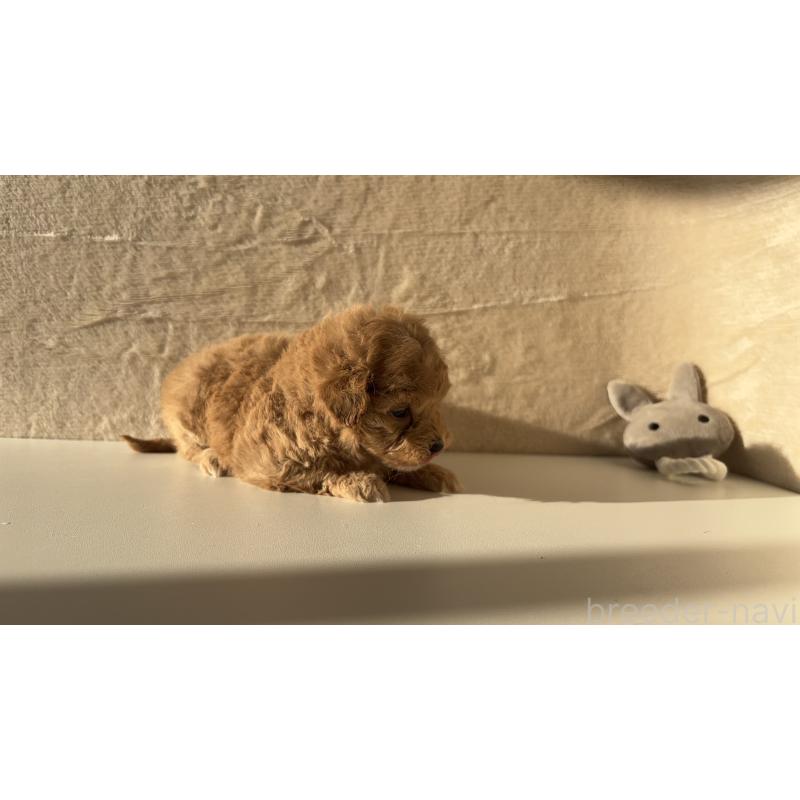 販売中の愛知県のマルプー:マルチーズ×トイプードル-449102の2枚目