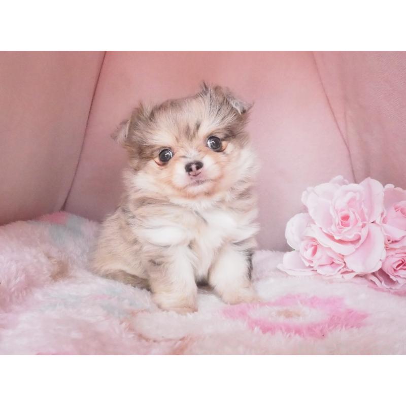 販売中の岡山県のポメチワ:ポメラニアン×チワワ-449104の2枚目