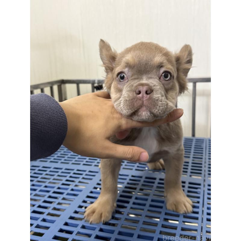販売中の茨城県のフレンチブルドッグ-438087