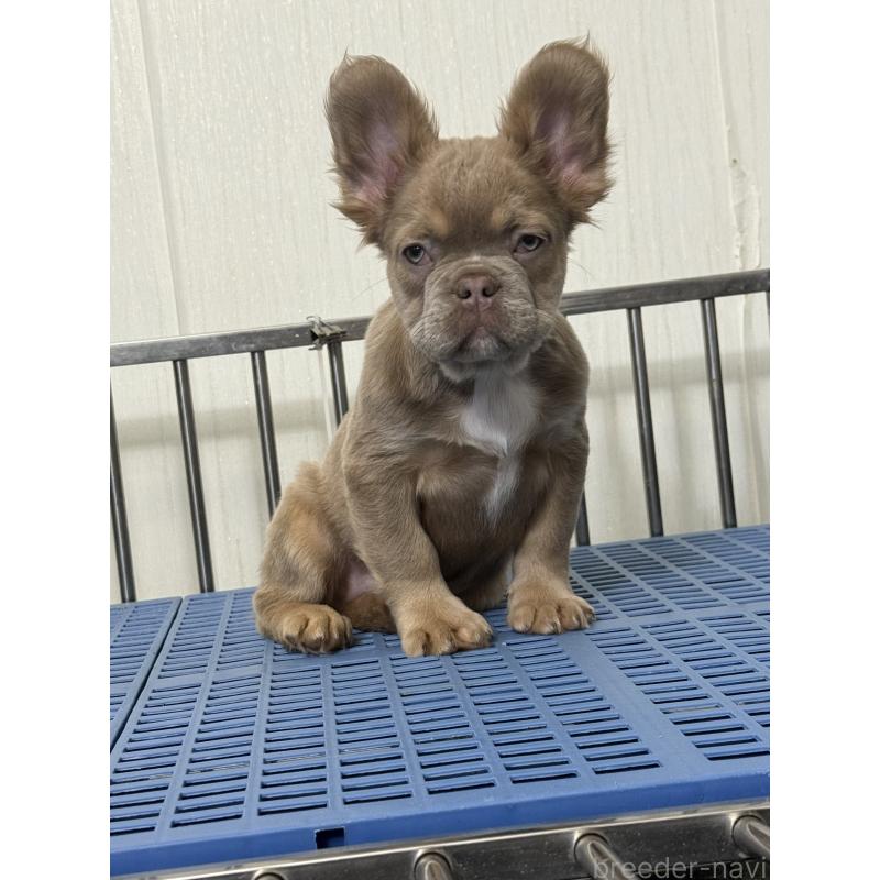 販売中の茨城県のフレンチブルドッグ-438087の5枚目