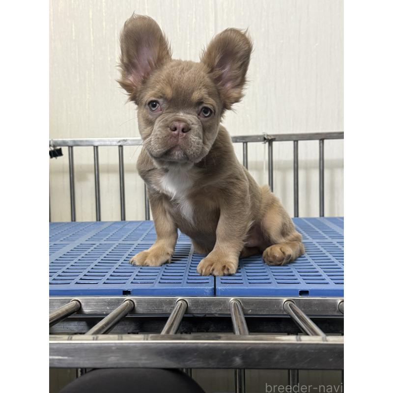 販売中の茨城県のフレンチブルドッグ-438087の4枚目