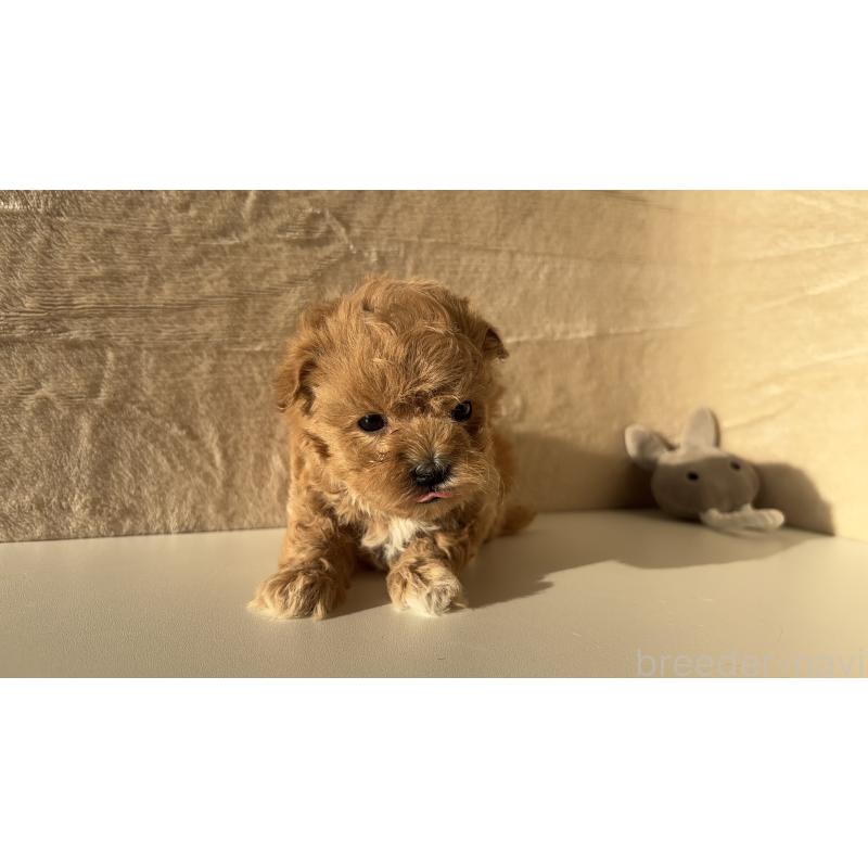 販売中の愛知県のマルプー:マルチーズ×トイプードル-449103の5枚目