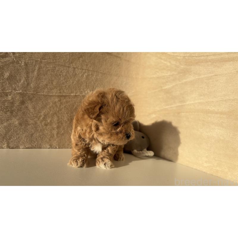 販売中の愛知県のマルプー:マルチーズ×トイプードル-449103の3枚目