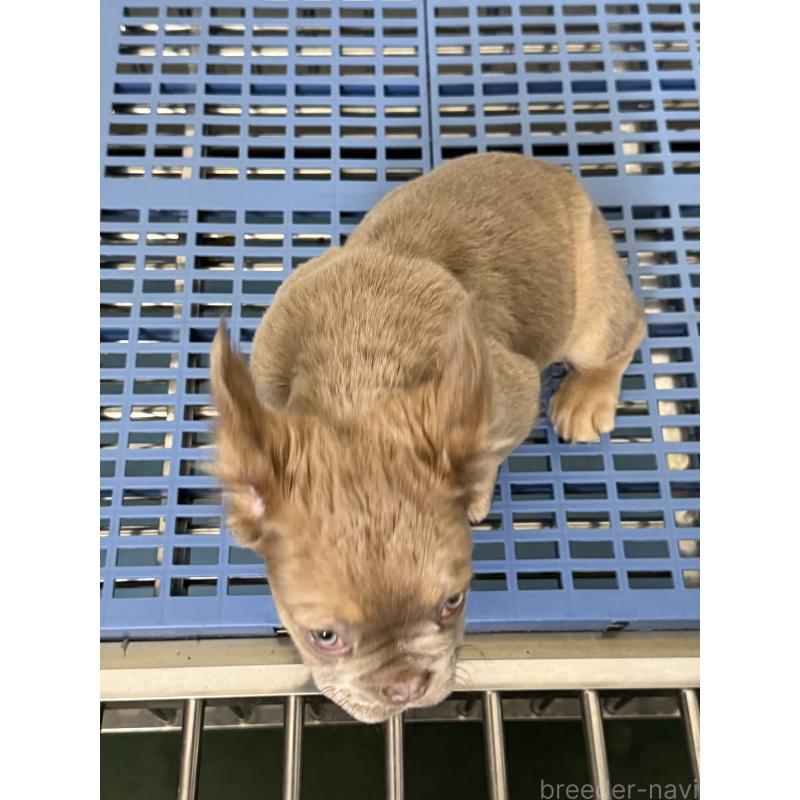 販売中の茨城県のフレンチブルドッグ-438087の2枚目