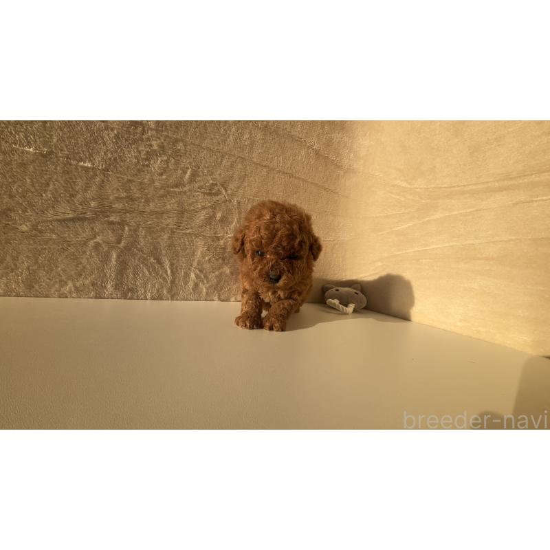 販売中の愛知県のタイニープードル-449105の2枚目