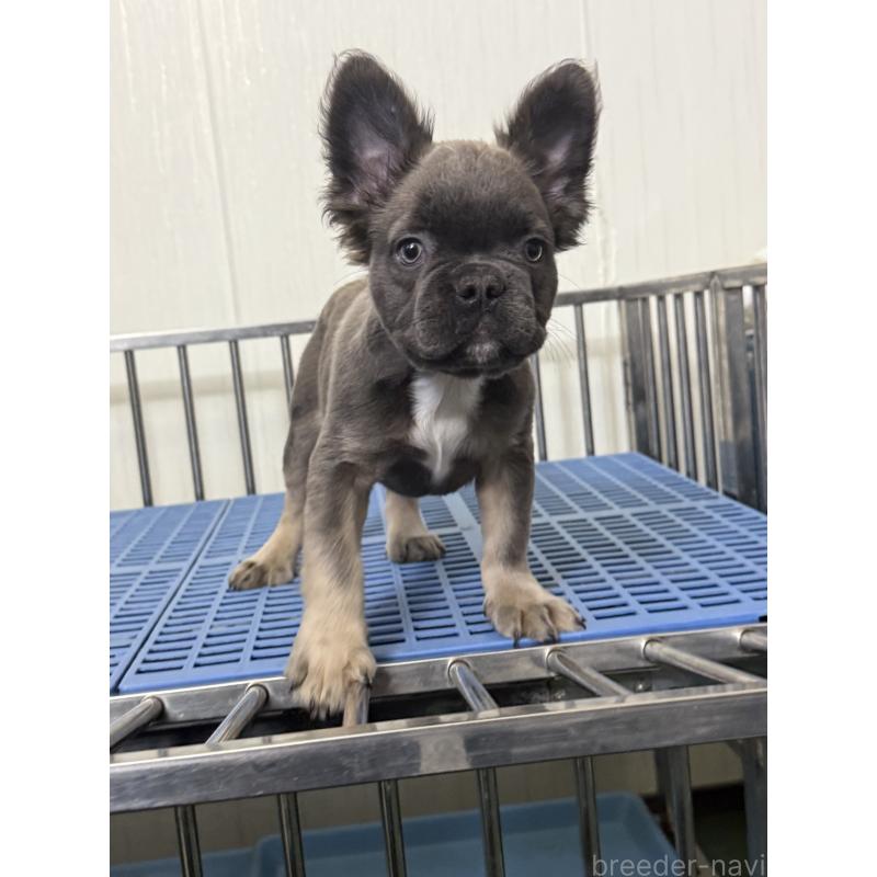 販売中の茨城県のフレンチブルドッグ-438088