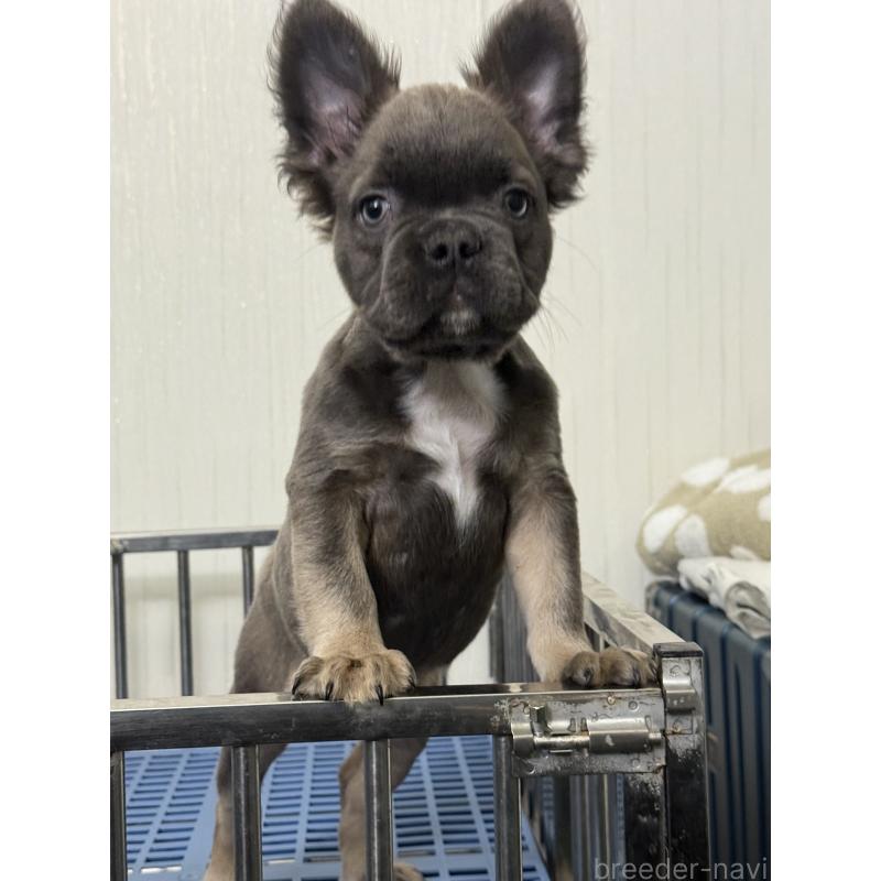 販売中の茨城県のフレンチブルドッグ-438088の5枚目