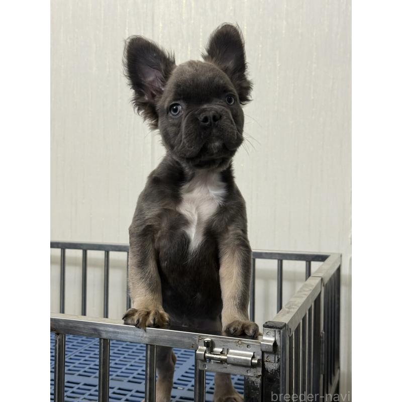 販売中の茨城県のフレンチブルドッグ-438088の4枚目