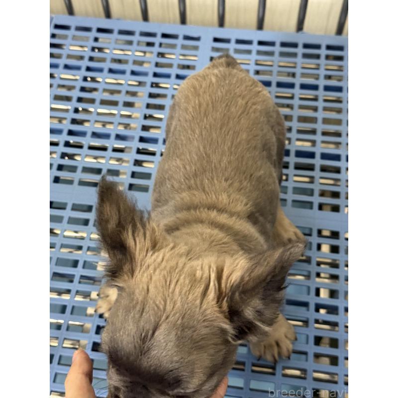 販売中の茨城県のフレンチブルドッグ-438088の3枚目