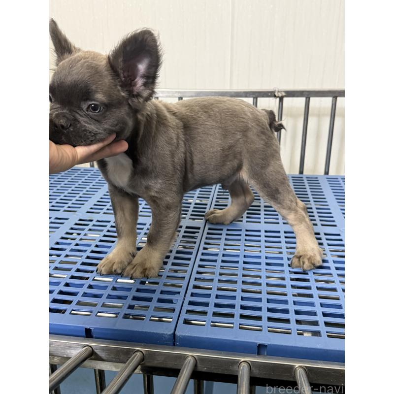 販売中の茨城県のフレンチブルドッグ-438088の2枚目