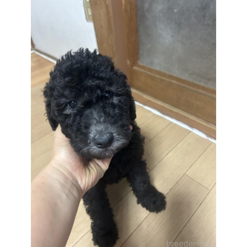 販売中の愛知県のスタンダードプードル-449107