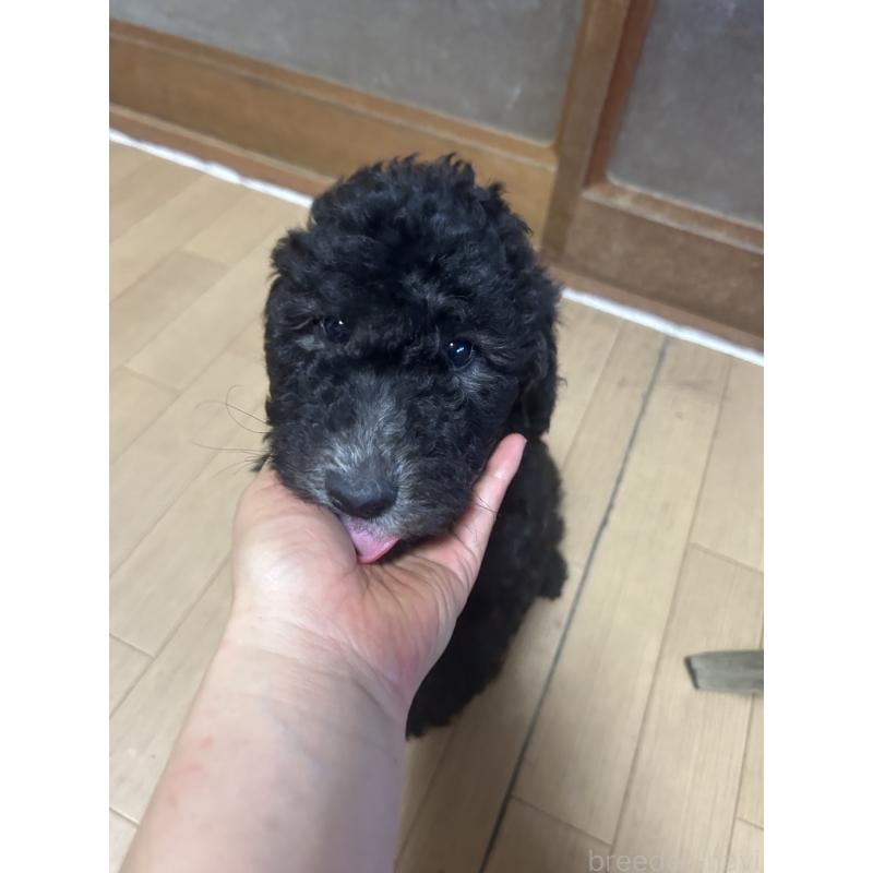 販売中の愛知県のスタンダードプードル-449107の4枚目