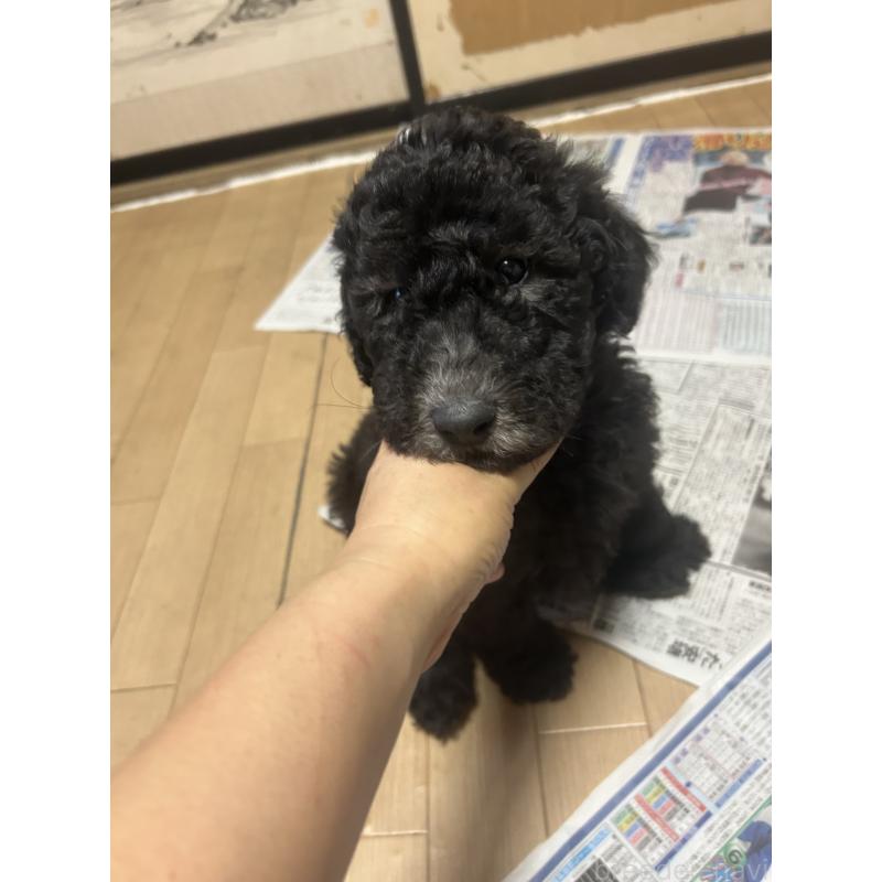 販売中の愛知県のスタンダードプードル-449107の3枚目