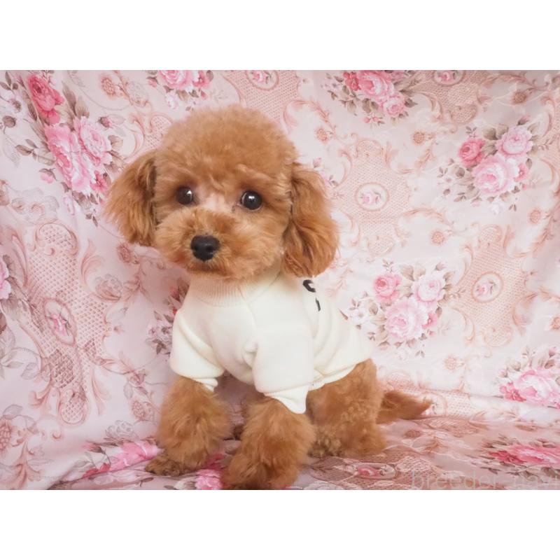 販売中の岡山県のミックス犬-449101の3枚目