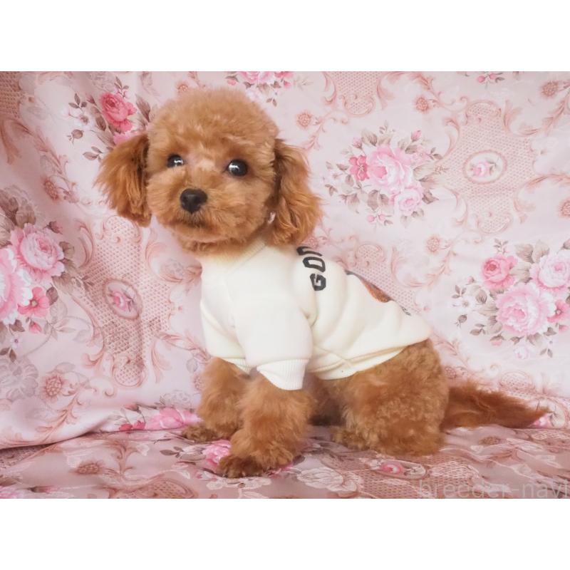 販売中の岡山県のミックス犬-449101の2枚目