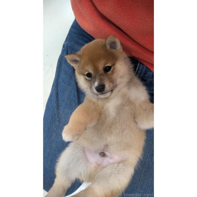 販売中の熊本県の豆柴-440085の6枚目