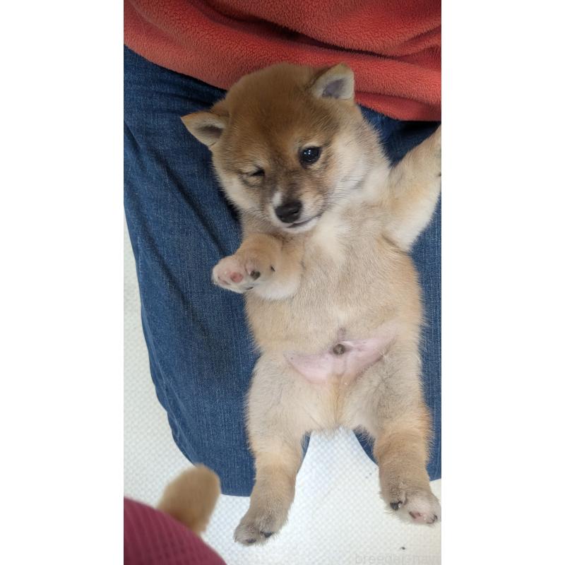 販売中の熊本県の豆柴-440085の5枚目