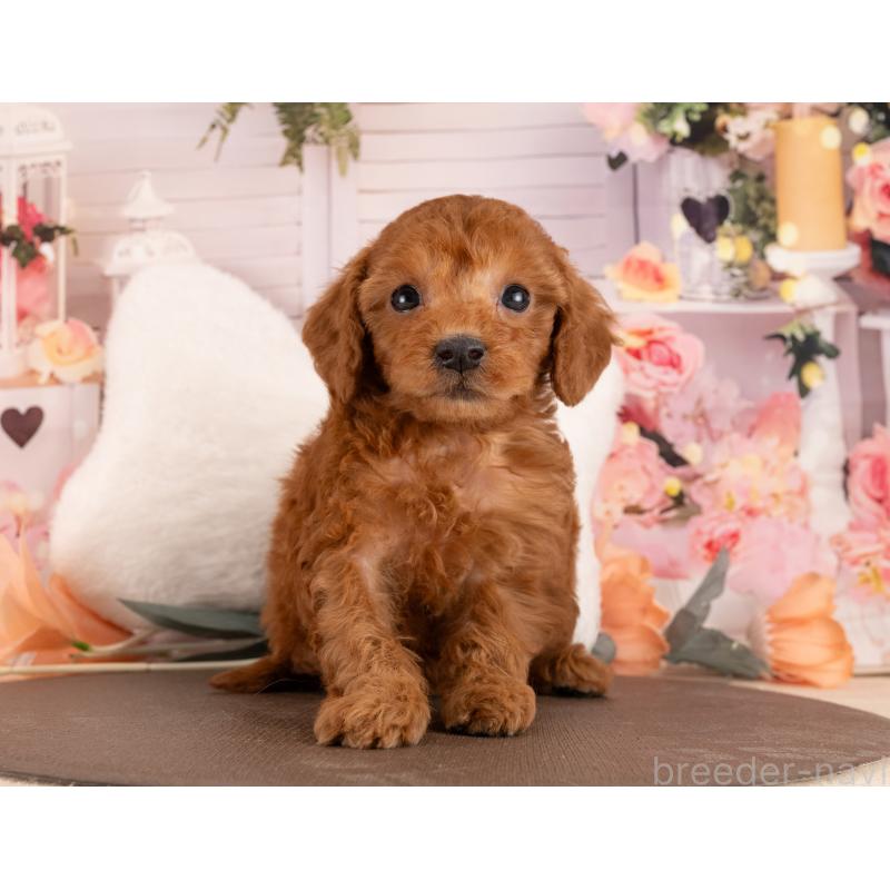 販売中の愛知県のトイプードル-449109の4枚目