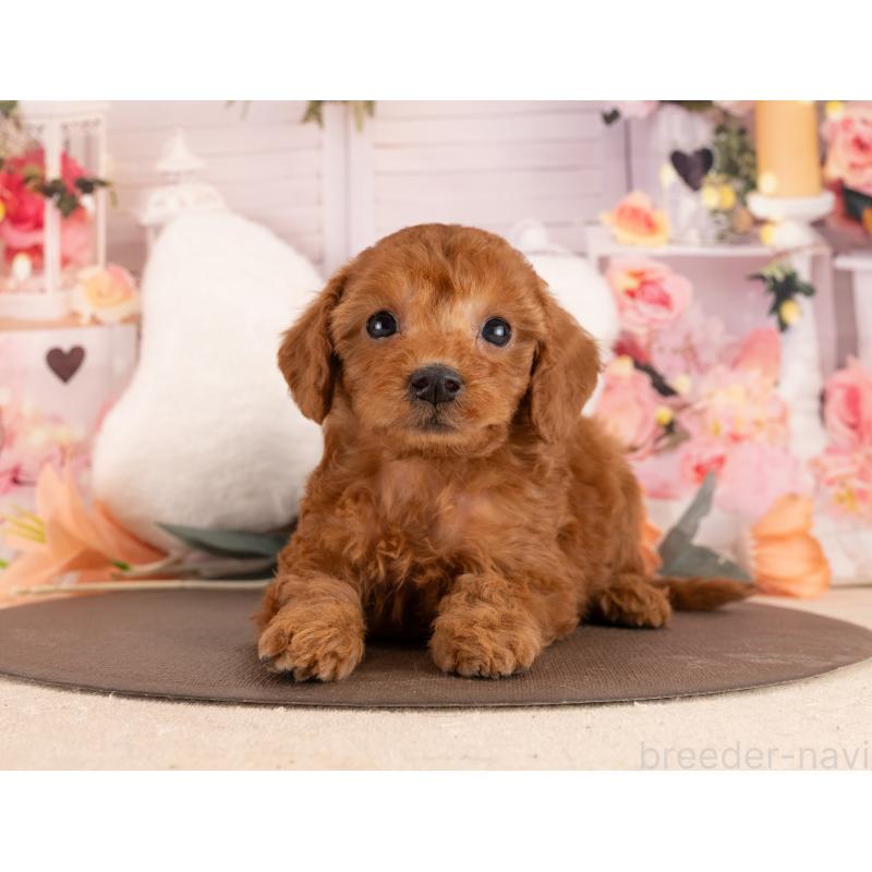 販売中の愛知県のトイプードル-449109の3枚目