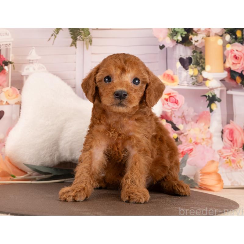 販売中の愛知県のトイプードル-449109の2枚目