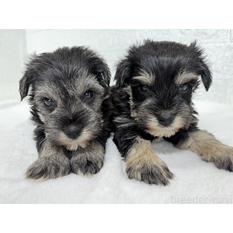 販売中の埼玉県のミニチュアシュナウザー-449110の9枚目