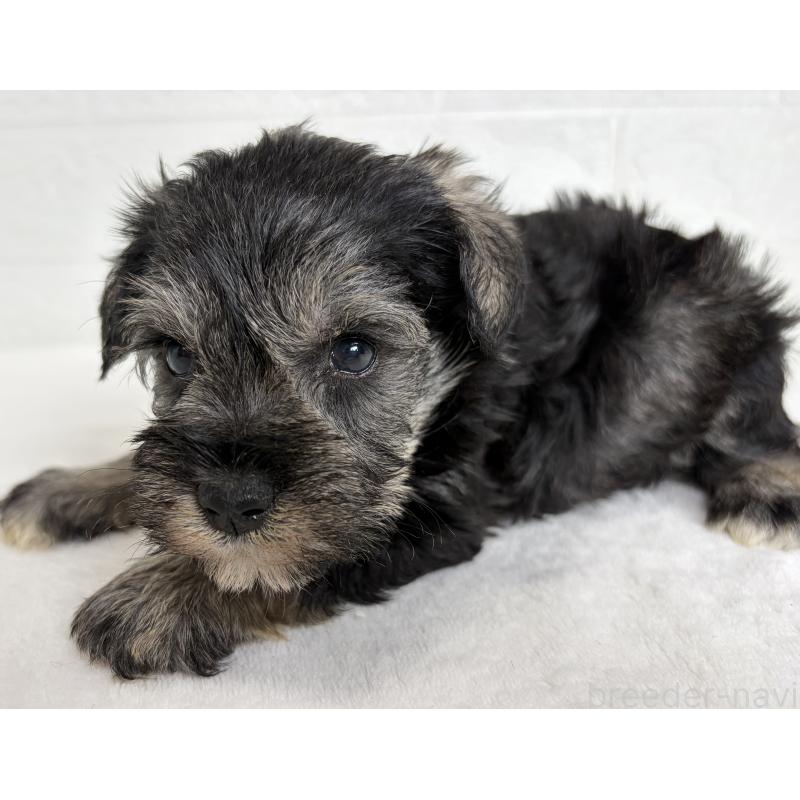 販売中の埼玉県のミニチュアシュナウザー-449110の5枚目