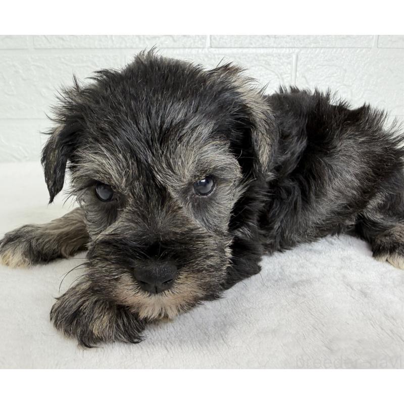 販売中の埼玉県のミニチュアシュナウザー-449110の4枚目