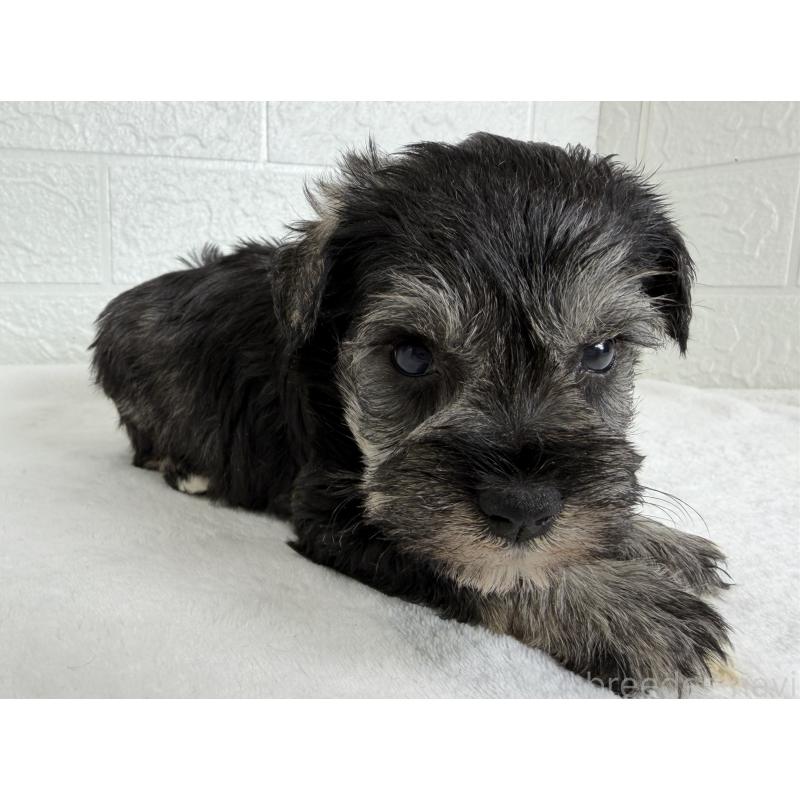 販売中の埼玉県のミニチュアシュナウザー-449110の3枚目