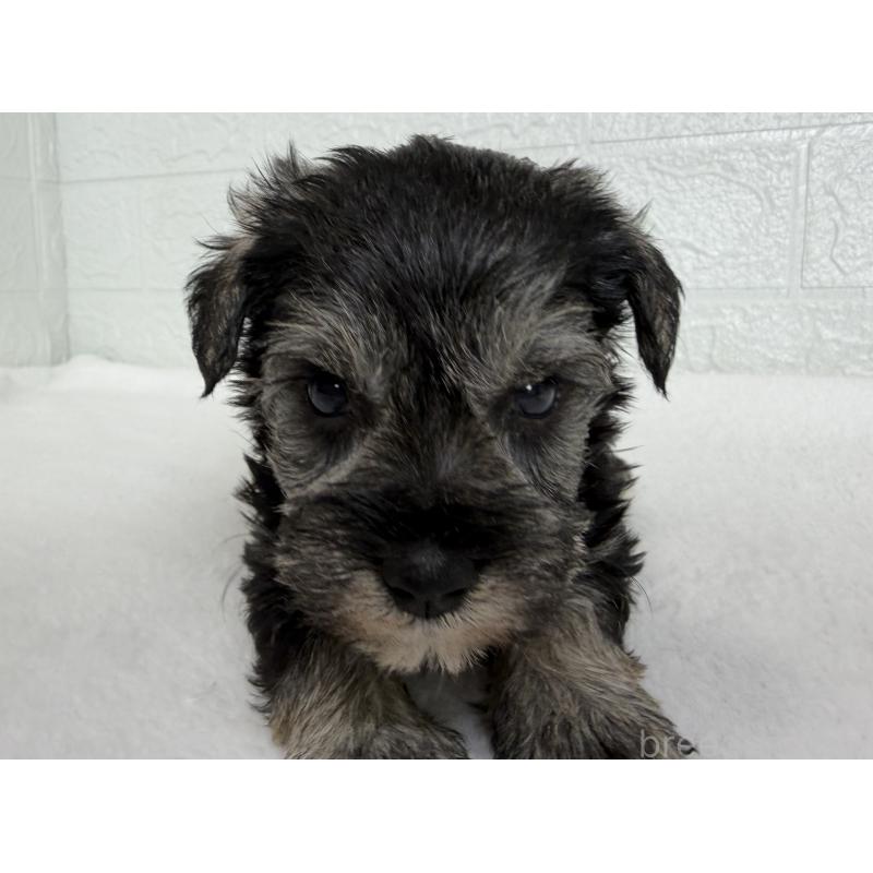 販売中の埼玉県のミニチュアシュナウザー-449110の2枚目