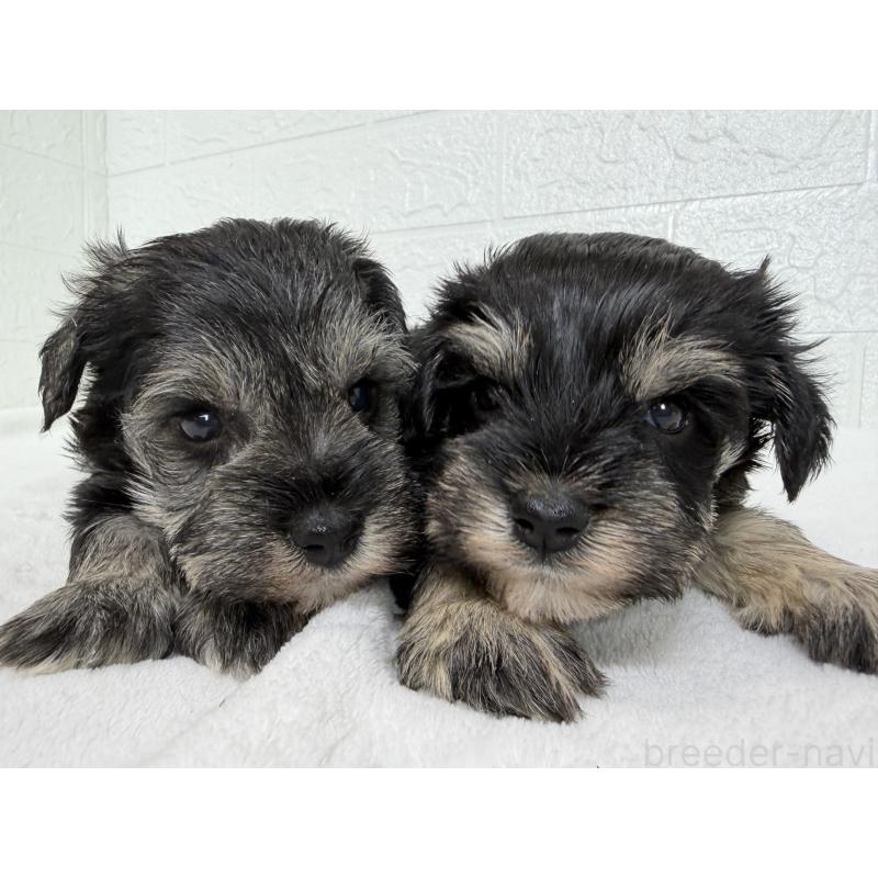 販売中の埼玉県のミニチュアシュナウザー-449111の10枚目