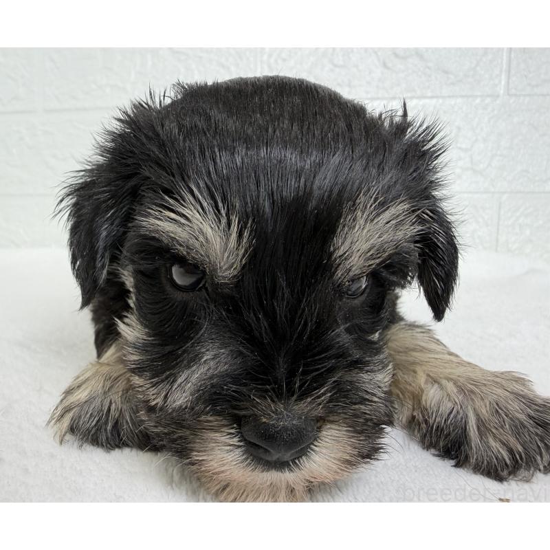 販売中の埼玉県のミニチュアシュナウザー-449111の8枚目