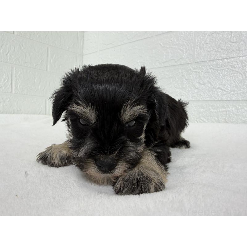 販売中の埼玉県のミニチュアシュナウザー-449111の7枚目